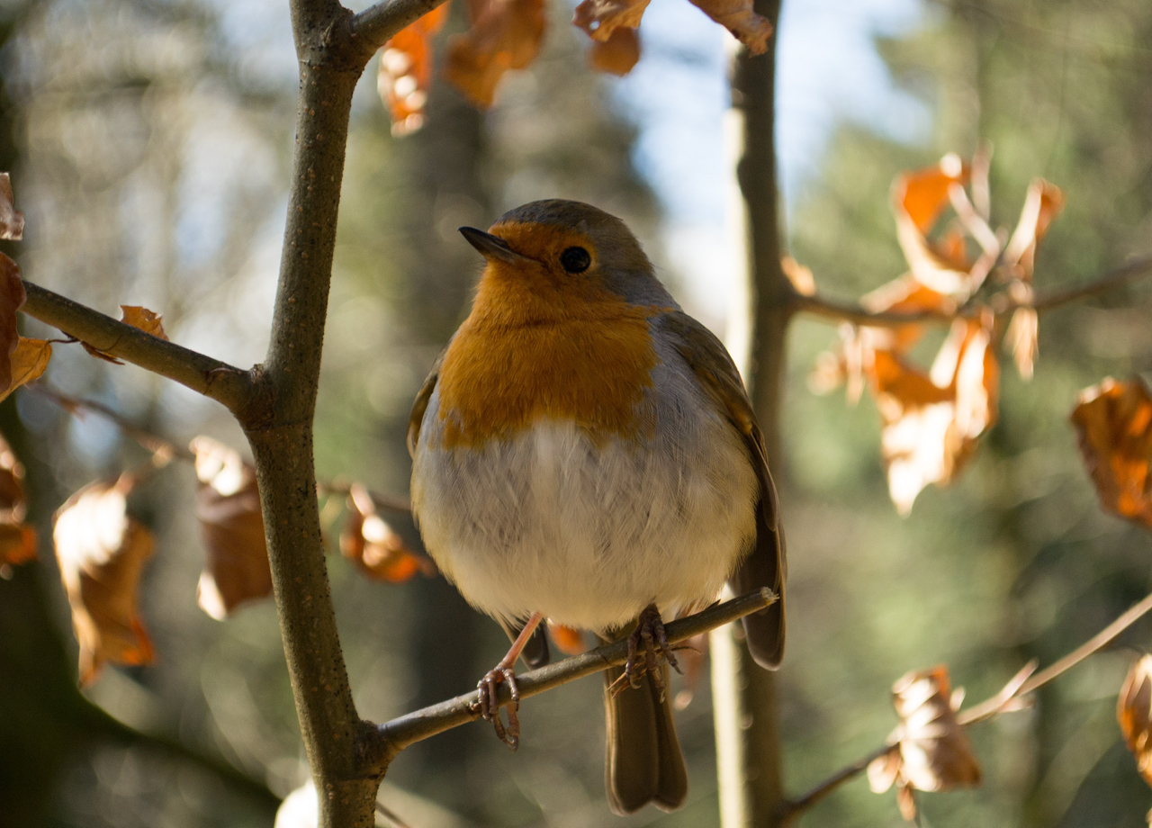 Rondom vakantiehuis Boshuis in Elspeet zijn genoeg vogels te spotten.