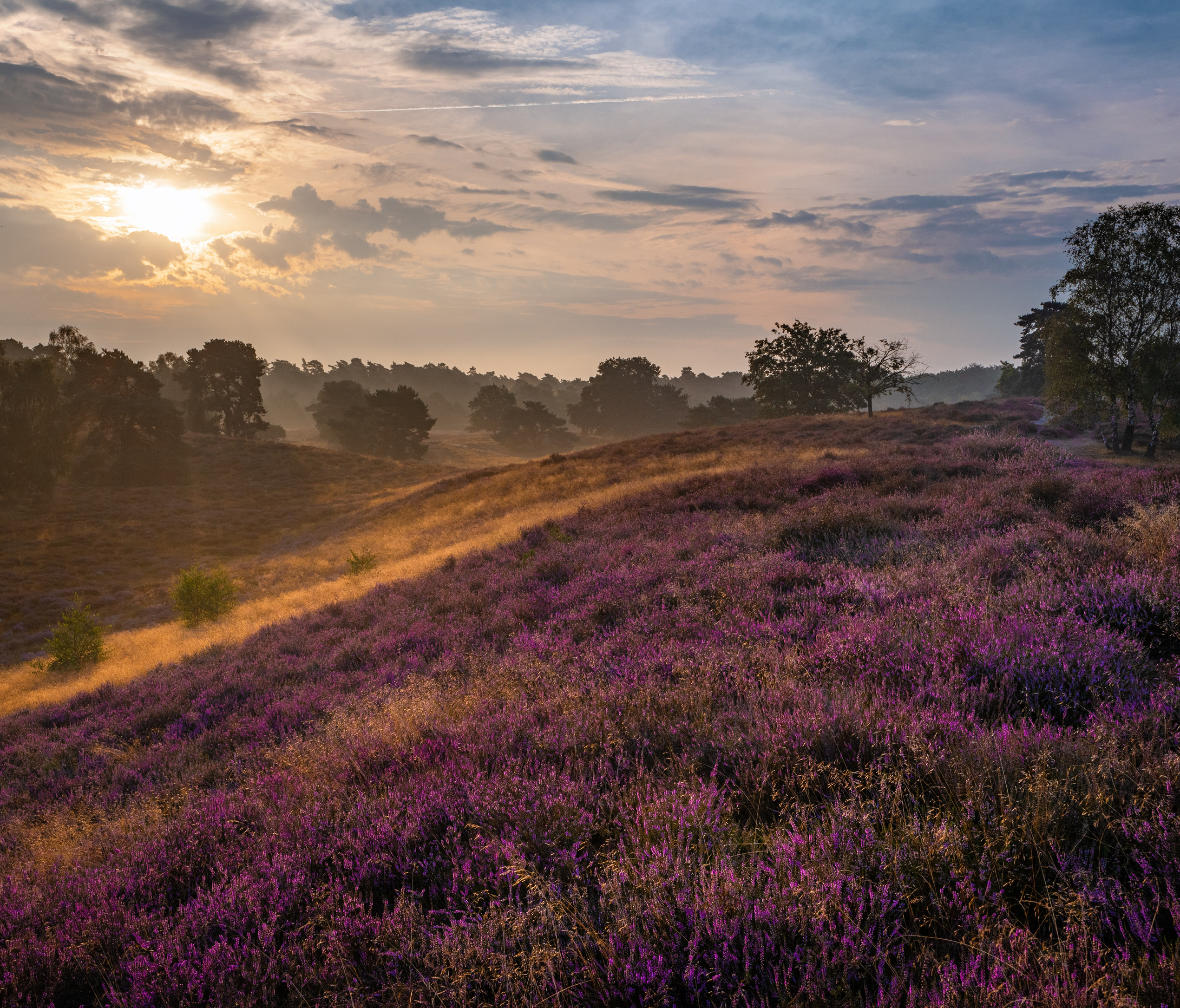 Vanuit ons vakantiehuis op t Lochtenveld in Elspeet is de heide maar een paar stappen!