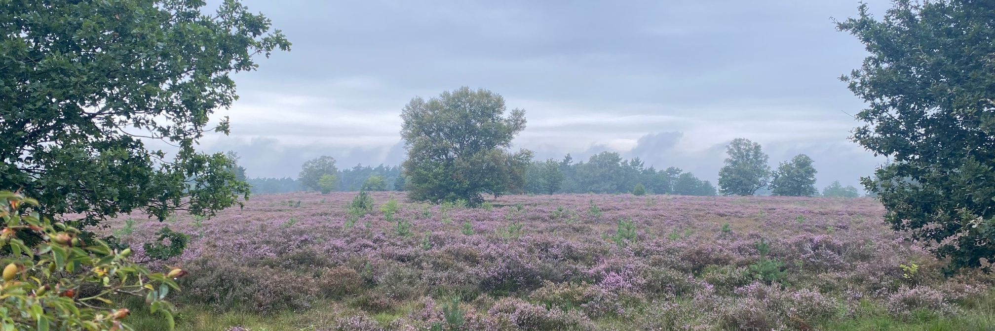 natuurhuisje op de Veluwe in Elspeet