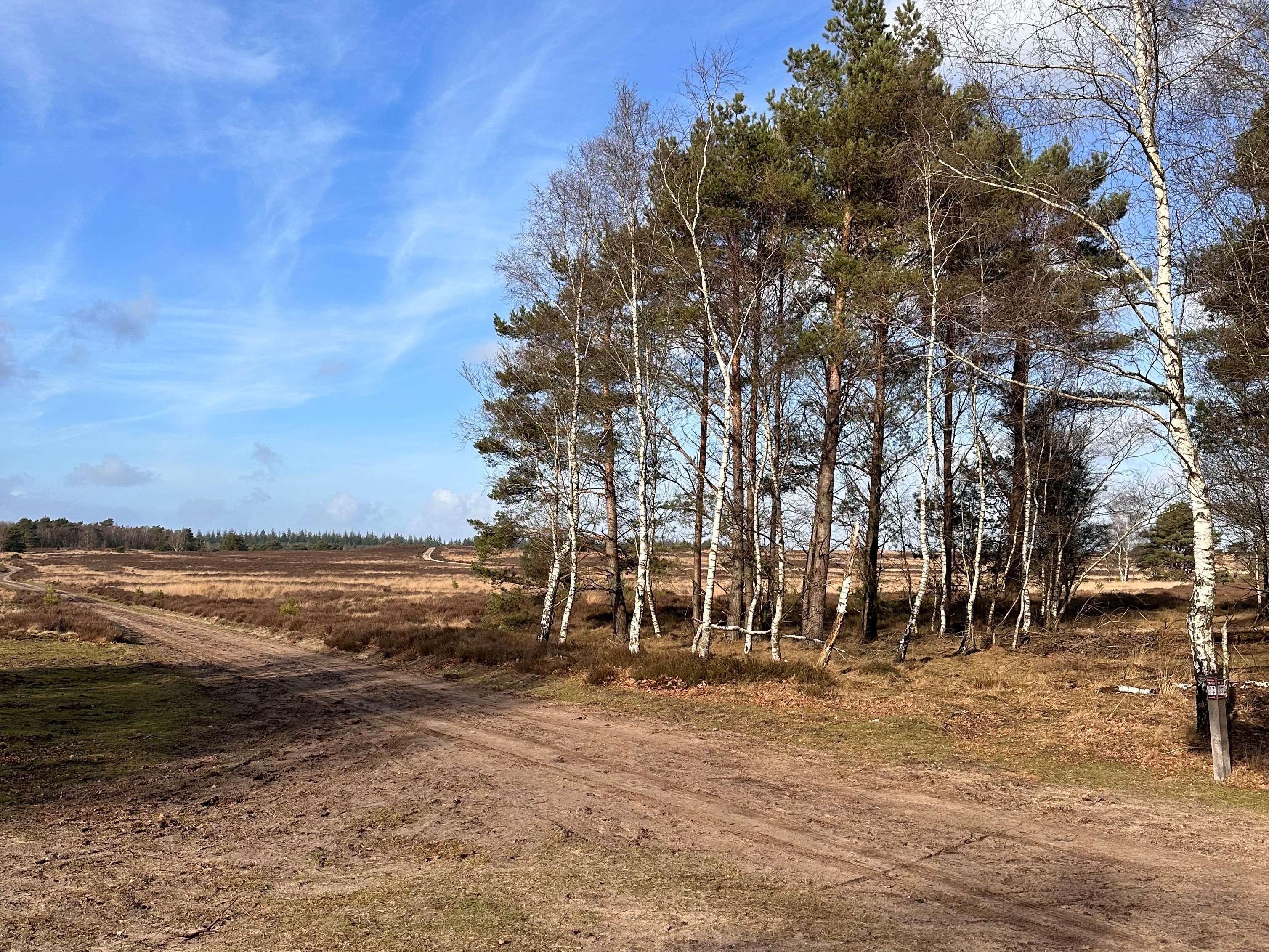 Bos en heide vlakbij Boshuis Elspeet