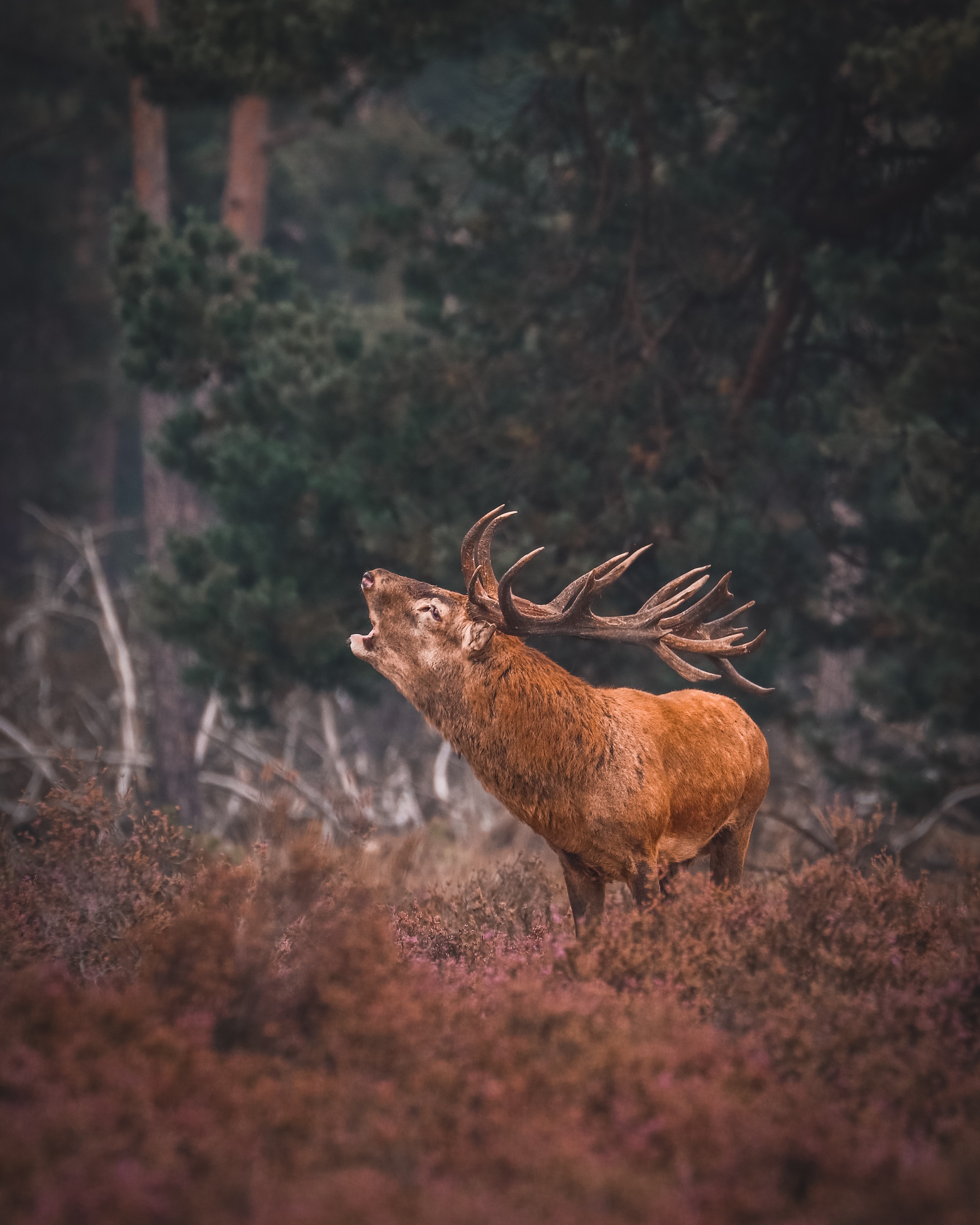 Burlend hert op de veluwe