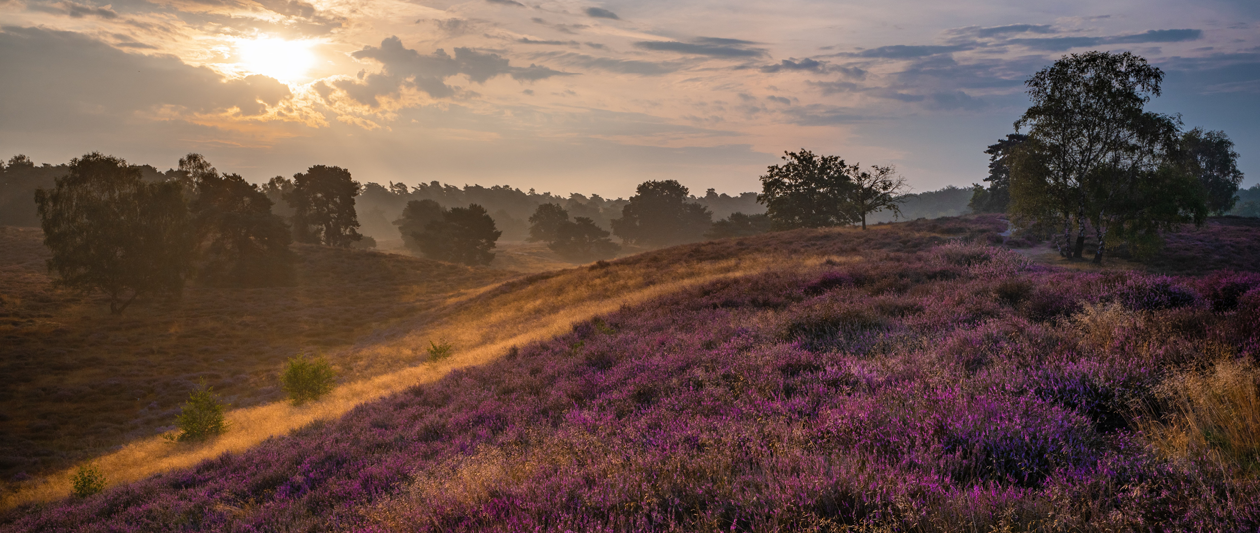 Paarse bloeiende heide in Elspeet op de Veluwe.